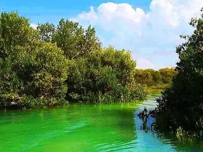 توسعه جنگل‌های حرا برای بازسازی ذخایر آبزیان