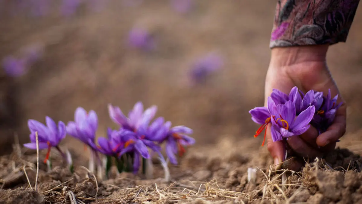 رونمایی از سامانه هوش مصنوعی حوزه زعفران در اردیبهشت ١۴٠٠