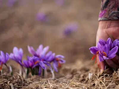 رونمایی از سامانه هوش مصنوعی حوزه زعفران در اردیبهشت ١۴٠٠