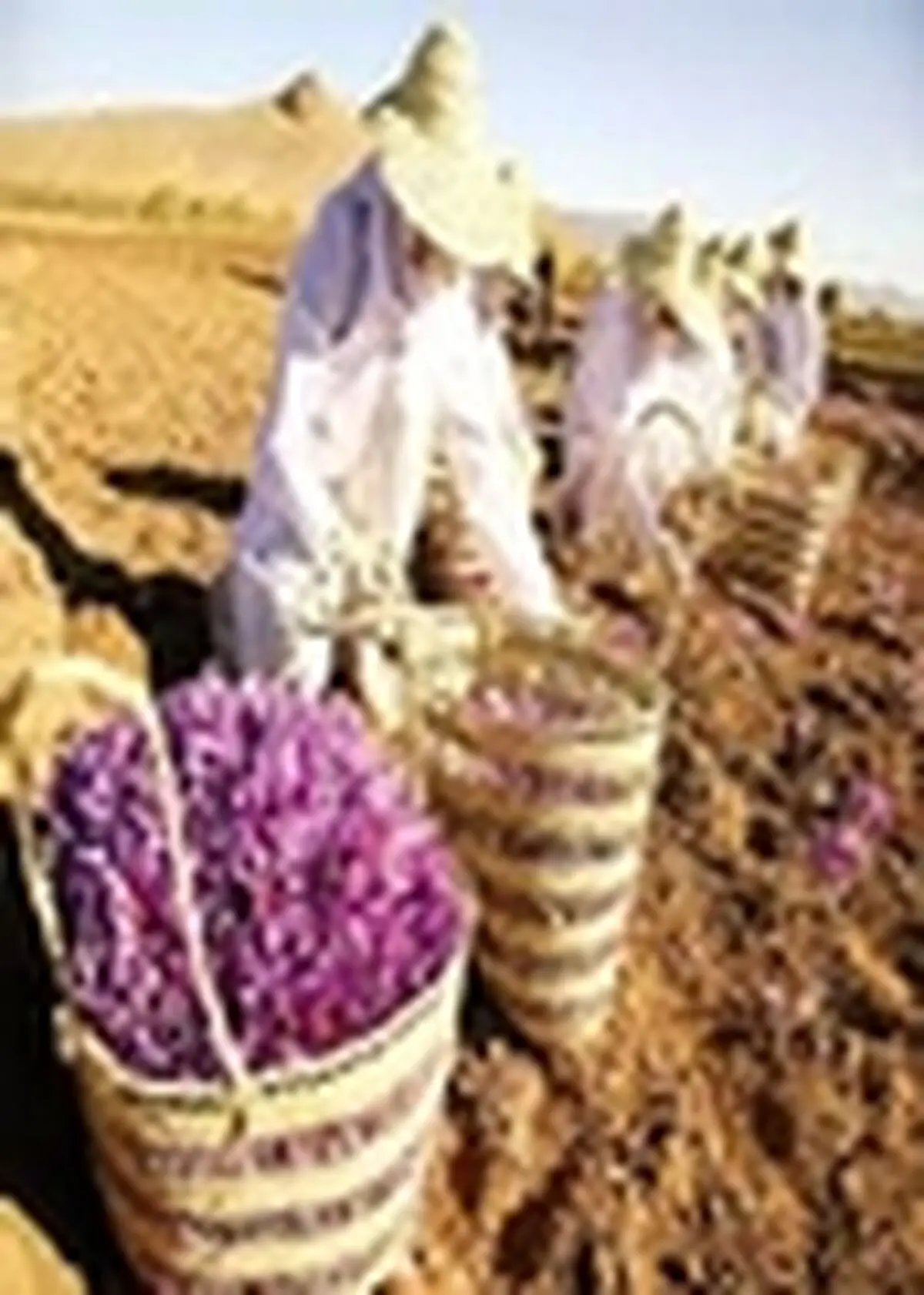 برداشت زعفران در صومعه‌سرا آغاز شد