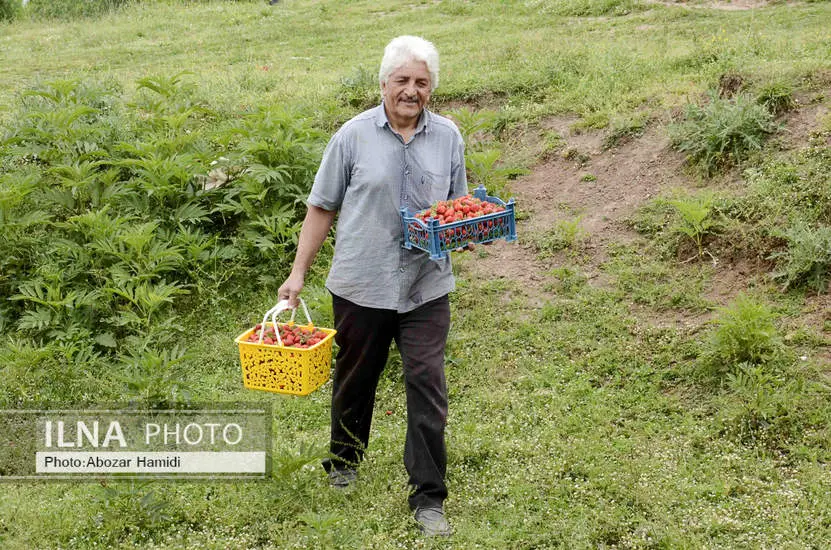  برداشت توت فرنگی در روستای سی دشت رودبار 