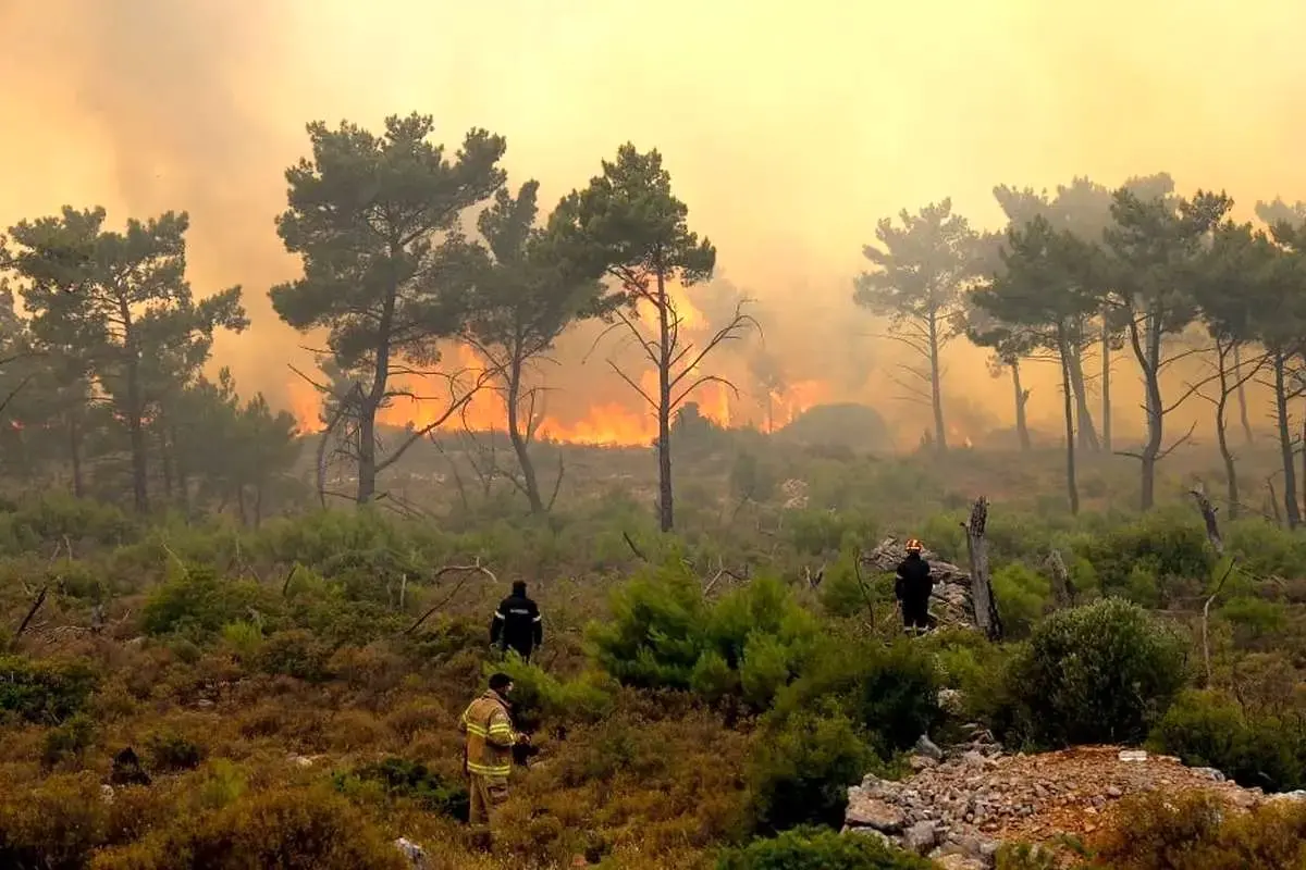 مافیای چوب پشت پرده آتش‌سوزی‌های سریالی جنگل‌های کشور؟