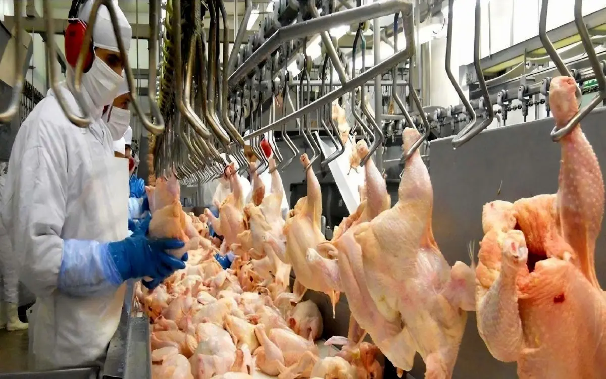 توزیع ۲۰۰۰ تن مرغ در مازندران و تهران/ تامین و توزیع کالاهای اساسی بی وقفه ادامه دارد