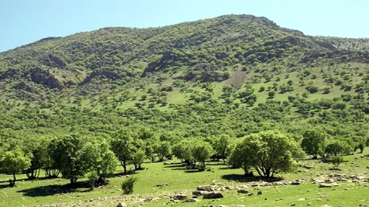 کمبود 40 نیروی جنگلبانی و قرقبانی در مرکزی 