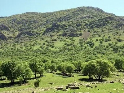 کمبود 40 نیروی جنگلبانی و قرقبانی در مرکزی 