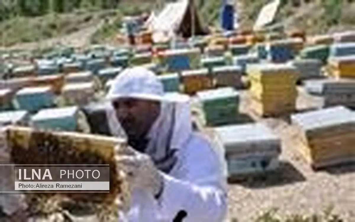 پایان طرح پایش زنبورستانهای استان خراسان رضوی