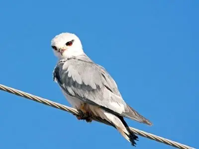 شکار پرنده کمیاب کورکور بال سیاه در گلپایگان+ عکس