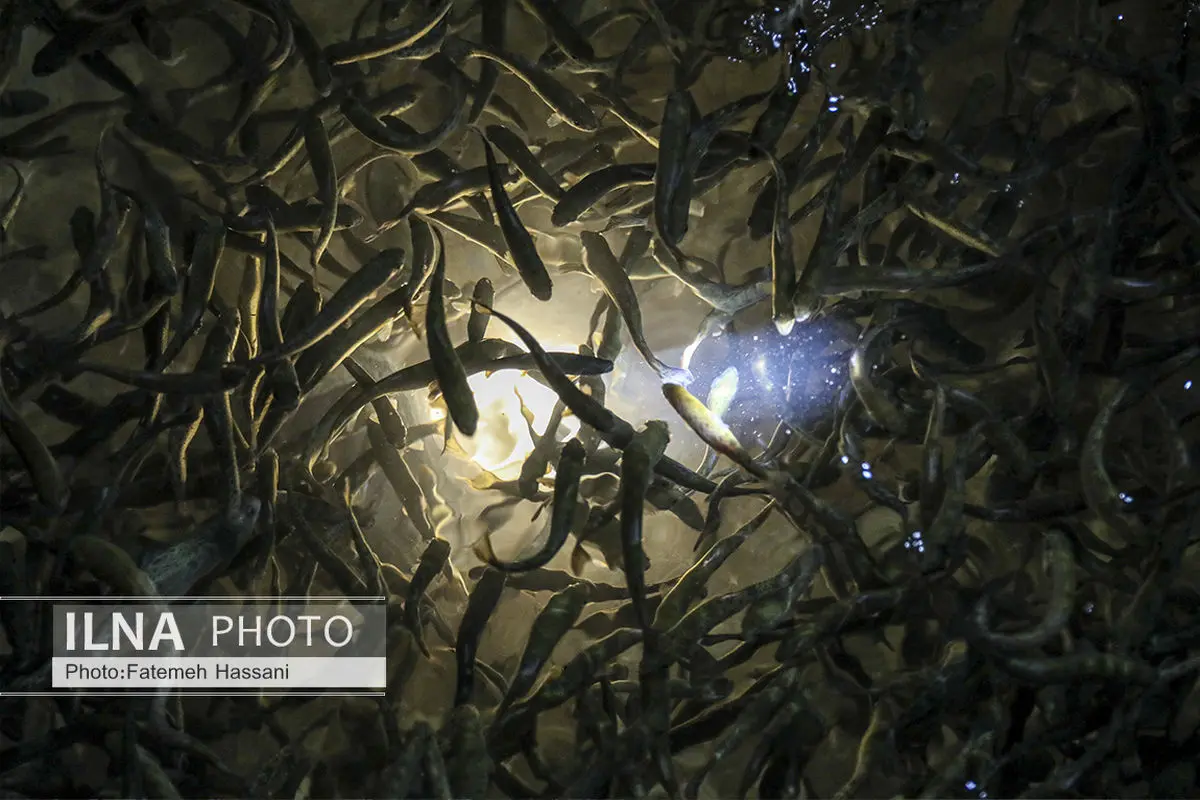 تأمین بیش از ۲۲۳ هزار قطعه تخم چشم‌زده در قزوین