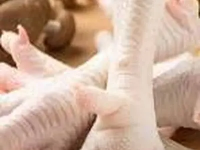 پای مرغ را بخوریم یا نه؟