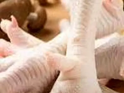 پای مرغ را بخوریم یا نه؟