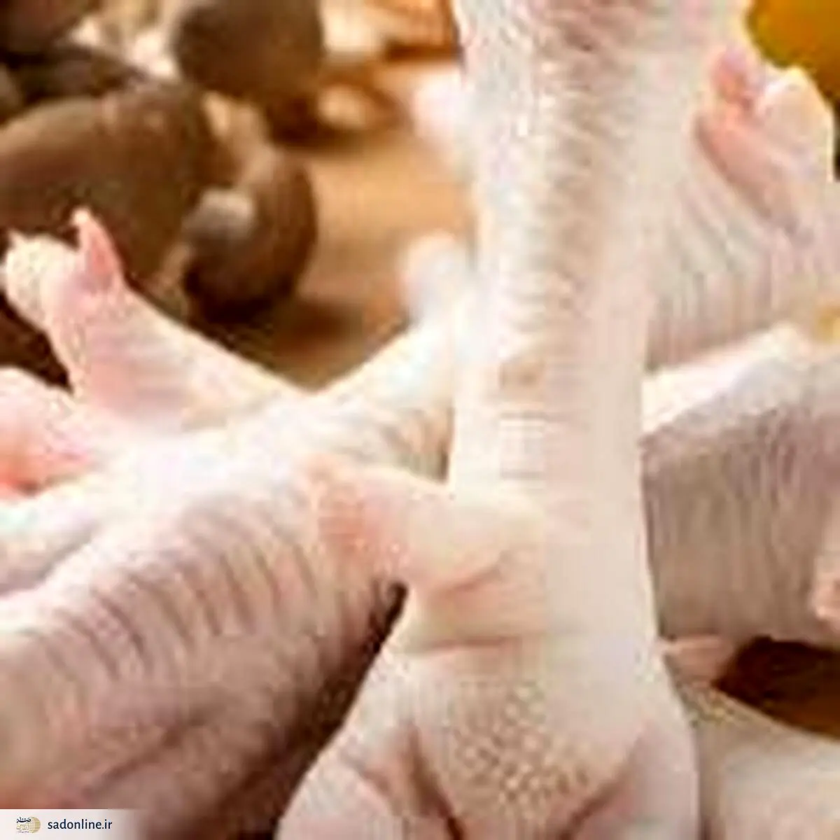 پای مرغ را بخوریم یا نه؟