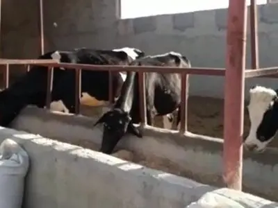 دامپروران خوزستانی در مرز ورشکستگی/ بزودی خانه‌نشین خواهیم شد+فیلم