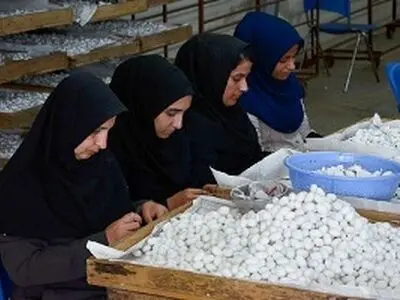 نوغانداران کشور شناسنامه‌دار می‌شوند