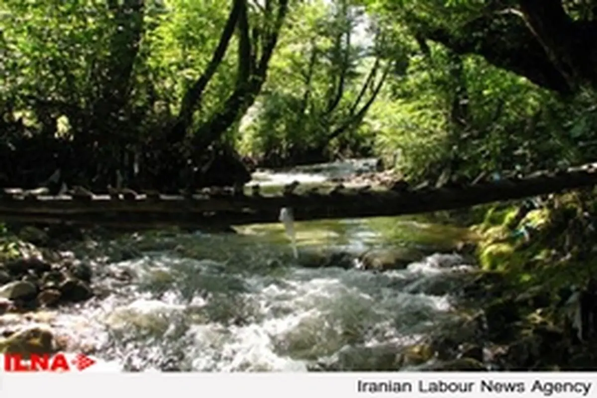 شمارش معکوس برای بقا یا نابودی جنگل‌های شفارود