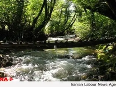 شمارش معکوس برای بقا یا نابودی جنگل‌های شفارود