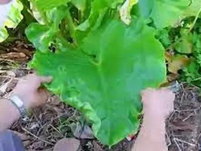 ویدئویی از ساخت لگن دستشویی با برگ و سیمان