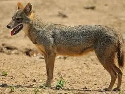 شغال خندان جیرفتی+ عکس