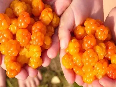 عجیب‌‌ترین میوه‌هایی که تا به حال ندیده‌اید  + تصاویر