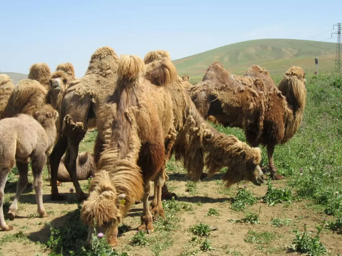ایجاد اولین هاب ژرم‌پلاسم برای شترهای دوکوهانه در ایران