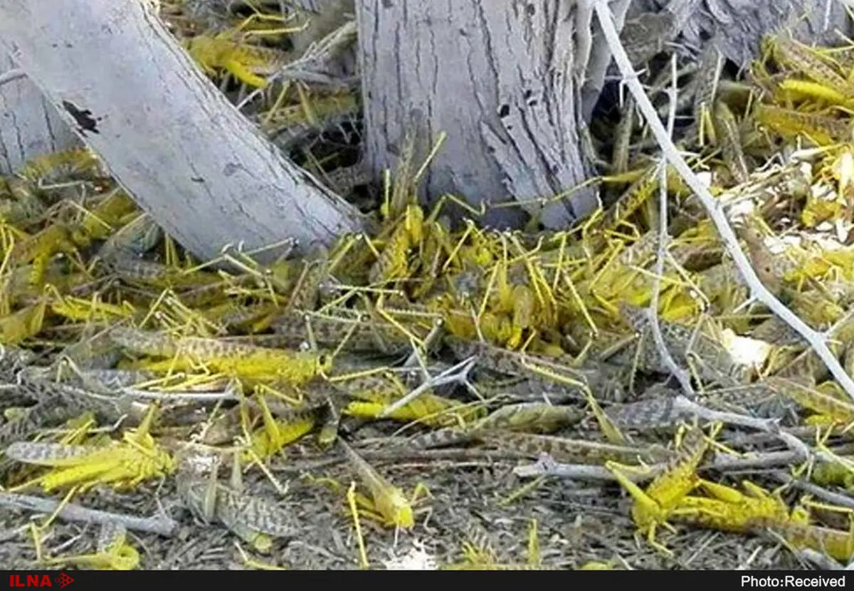مبارزه با آفت ملخ صحرایی در سطح ۷۵۰ هزار هکتار 