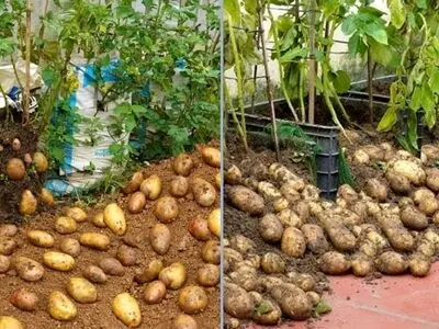 روش‌هایی برای کاشت سیب‌زمینی در خانه 