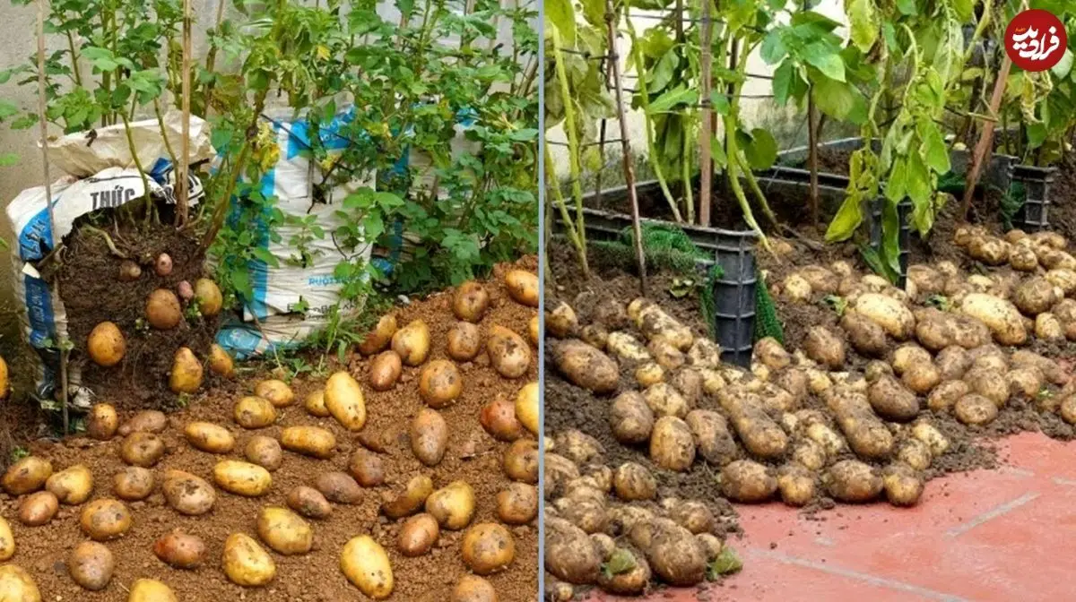 روشهایی برای کاشت سیبزمینی در خانه