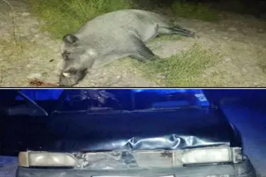 برخورد گراز وحشی با پراید در خراسان شمالی و مصدومیت 6 نفر