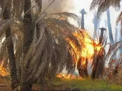 نابودی 630 نخل در جالق سراوان بر اثر آتش سوزی