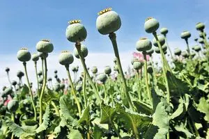 توضیح معاون قضایی دادستان درباره جزئیات برخورد با کشت خشخاش 