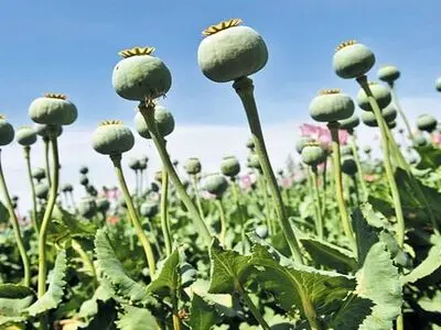 اقدام قاطع دادگستری رومشکان برای پیشگیری از کشت خشخاش در سال زراعی جدید
