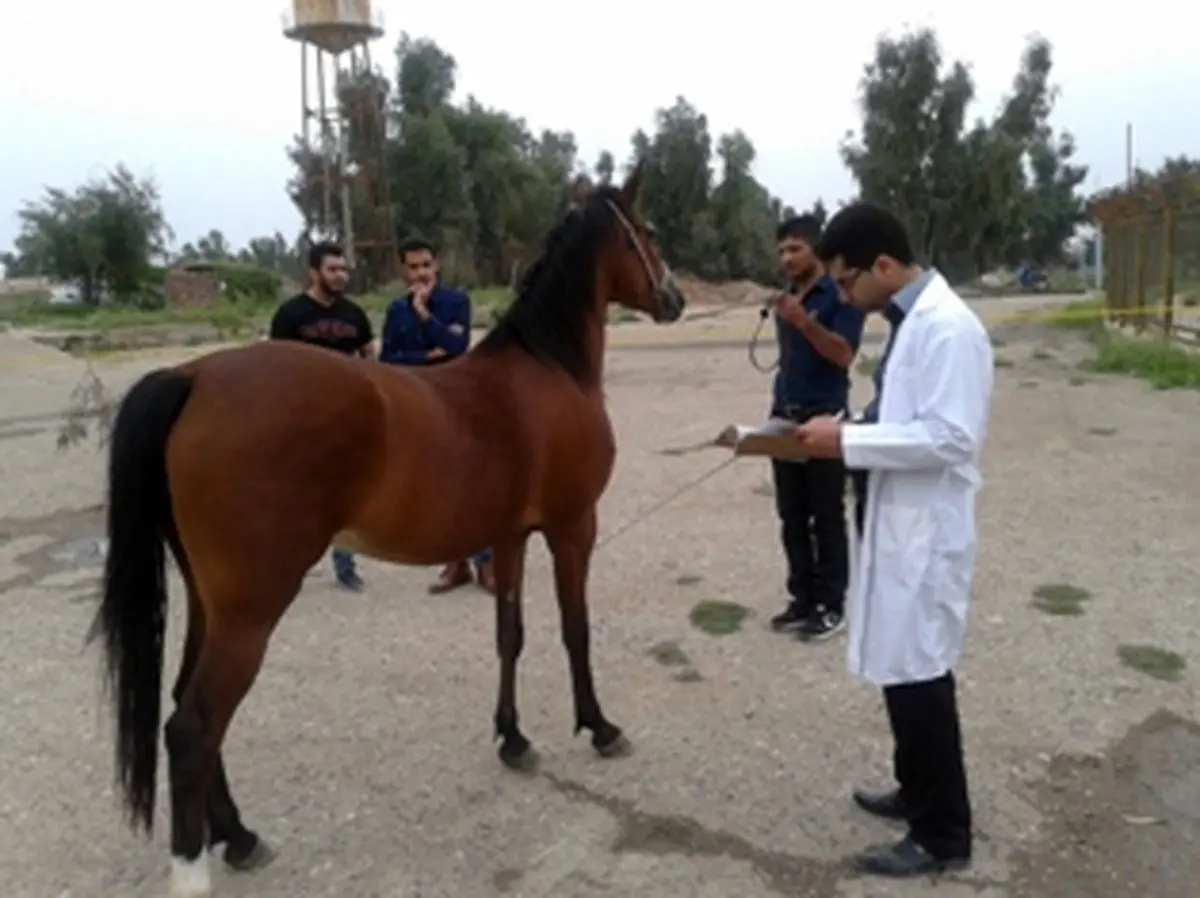 خدمات دامپزشکی شوش در برگزاری جشنواره اسب اصیل عرب