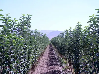 یک میلیون و ۱۰۰ هزار نشا گل و ۲۶ هزار اصله نهال در تبریز تولید شد