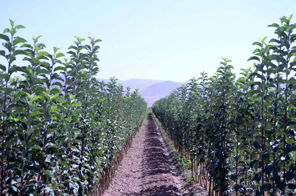 یک میلیون و ۱۰۰ هزار نشا گل و ۲۶ هزار اصله نهال در تبریز تولید شد