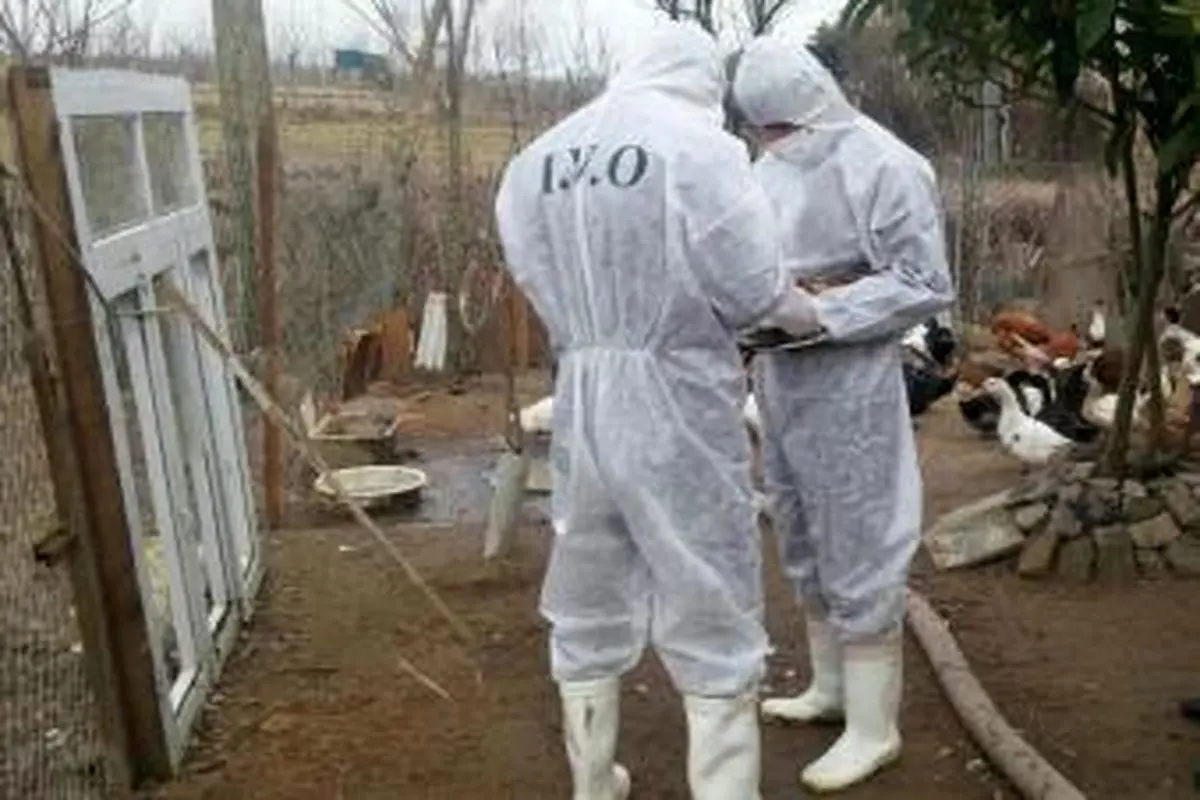 شروع طرح پایش سرمی بیماری انفلوآنزای فوق حاد در طیور بومی لرستان