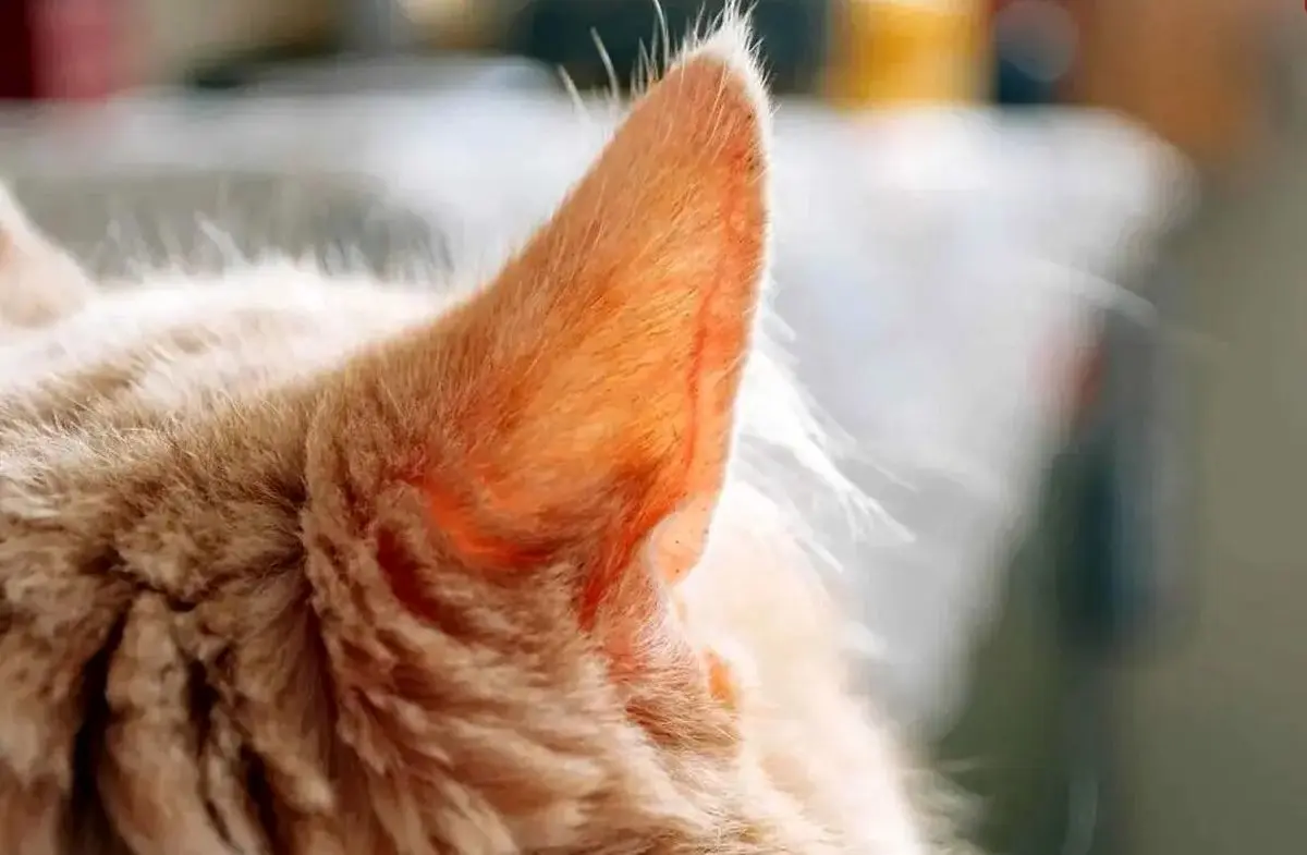 زبان بدن گربه؛ حرکت گوش گربه چه معنی‌هایی دارد؟