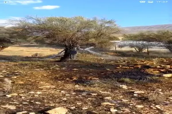 آتش‌سوزی در پارک ملی بمو مهار شد