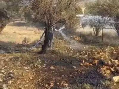 آتش‌سوزی در پارک ملی بمو مهار شد