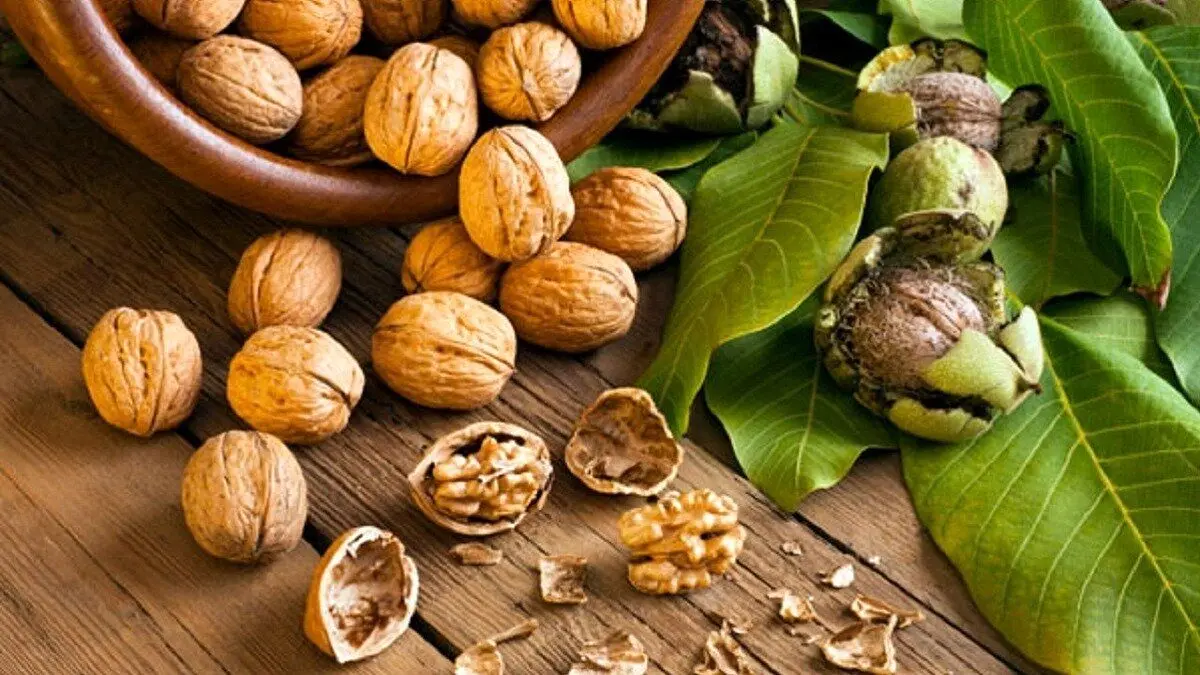 گردو را کجا نگهداریم؟ یخچال یا فریزر؛ کدام بهتر است؟
