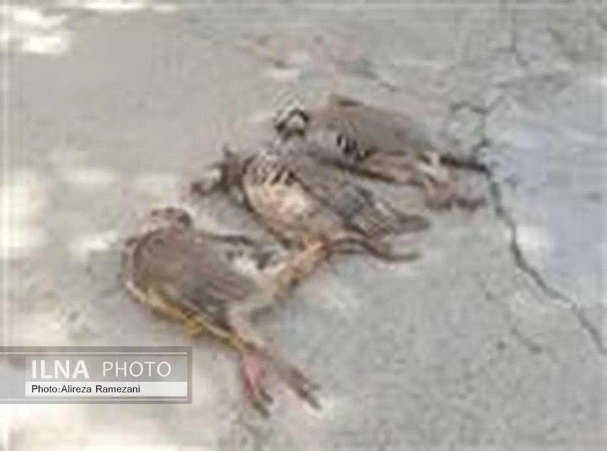 شکارچی زن متخلف در آبیک دستگیر شد