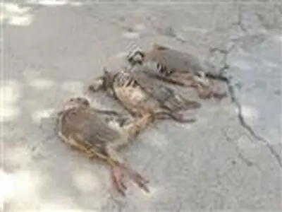 شکارچی زن متخلف در آبیک دستگیر شد