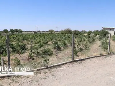 ۲۷۵ هزار هکتار از باغات و مزارع استان قزوین شناسنامه ندارند