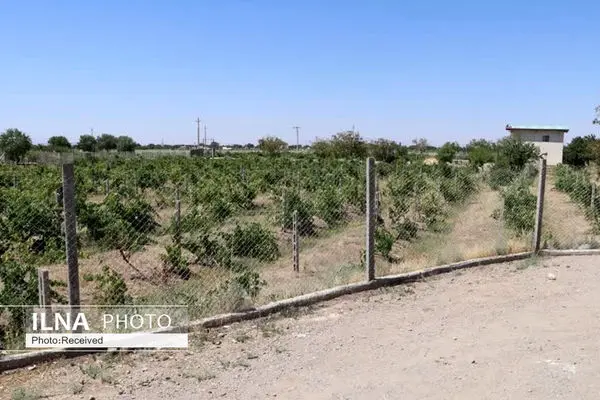 اجرای طرح شناسنامه دار کردن باغات به جد پیگیری می‌شود