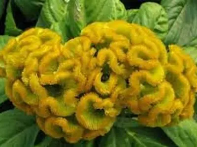 کشت خاویار گیاهی در آذربایجان شرقی 