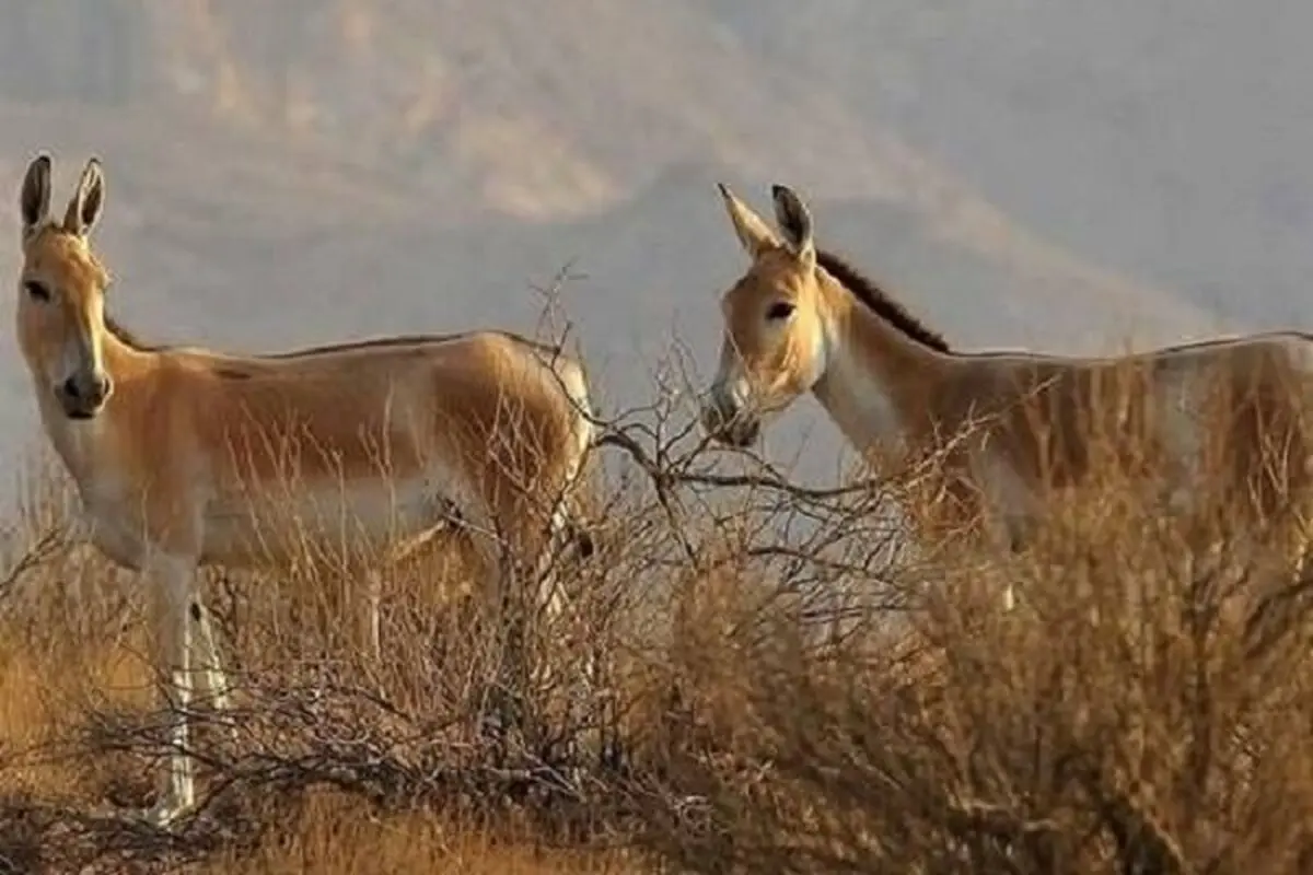 مشاهده ۲ فرد گور ایرانی در شهرستان انار کرمان 