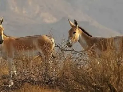 مشاهده ۲ فرد گور ایرانی در شهرستان انار کرمان 