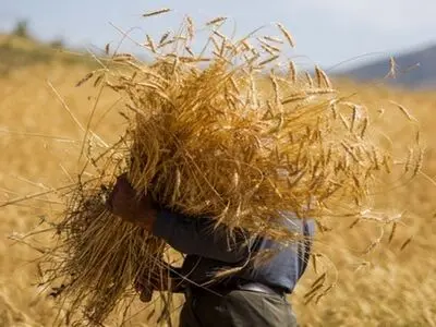 آغاز خرید تضمینی ۱۱۲ هزار تن گندم از کشاورزان کردستانی