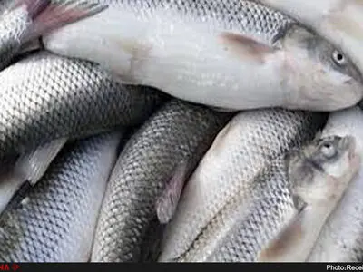 رفع بوی ضخم و بد ماهی از سطوح مختلف