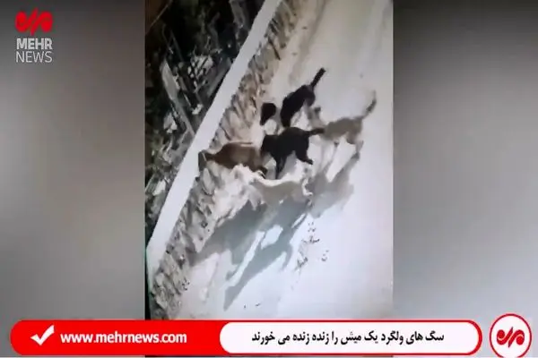 جولان سگ‌های ولگرد در دماوند؛وقتی یک میش را زنده زنده می خورند + فیلم