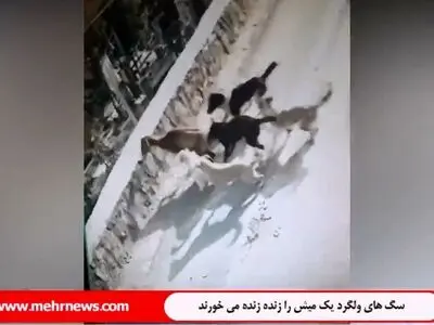 جولان سگ‌های ولگرد در دماوند؛وقتی یک میش را زنده زنده می خورند + فیلم
