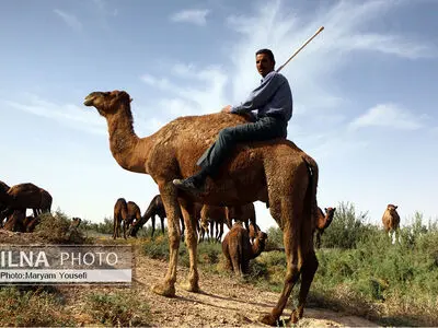 دستاوردهای کشاورزی و دامپروری بخش ایلخچی